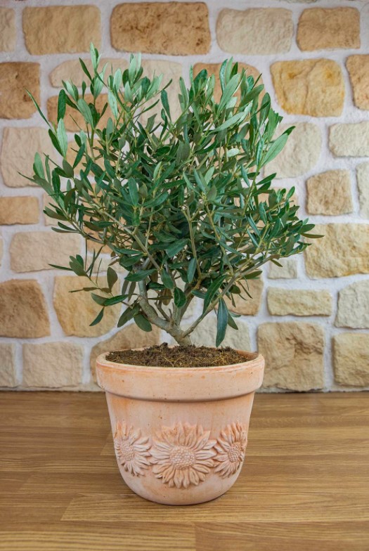 Olivenbaum im Terracotta-Topf "Girasole"