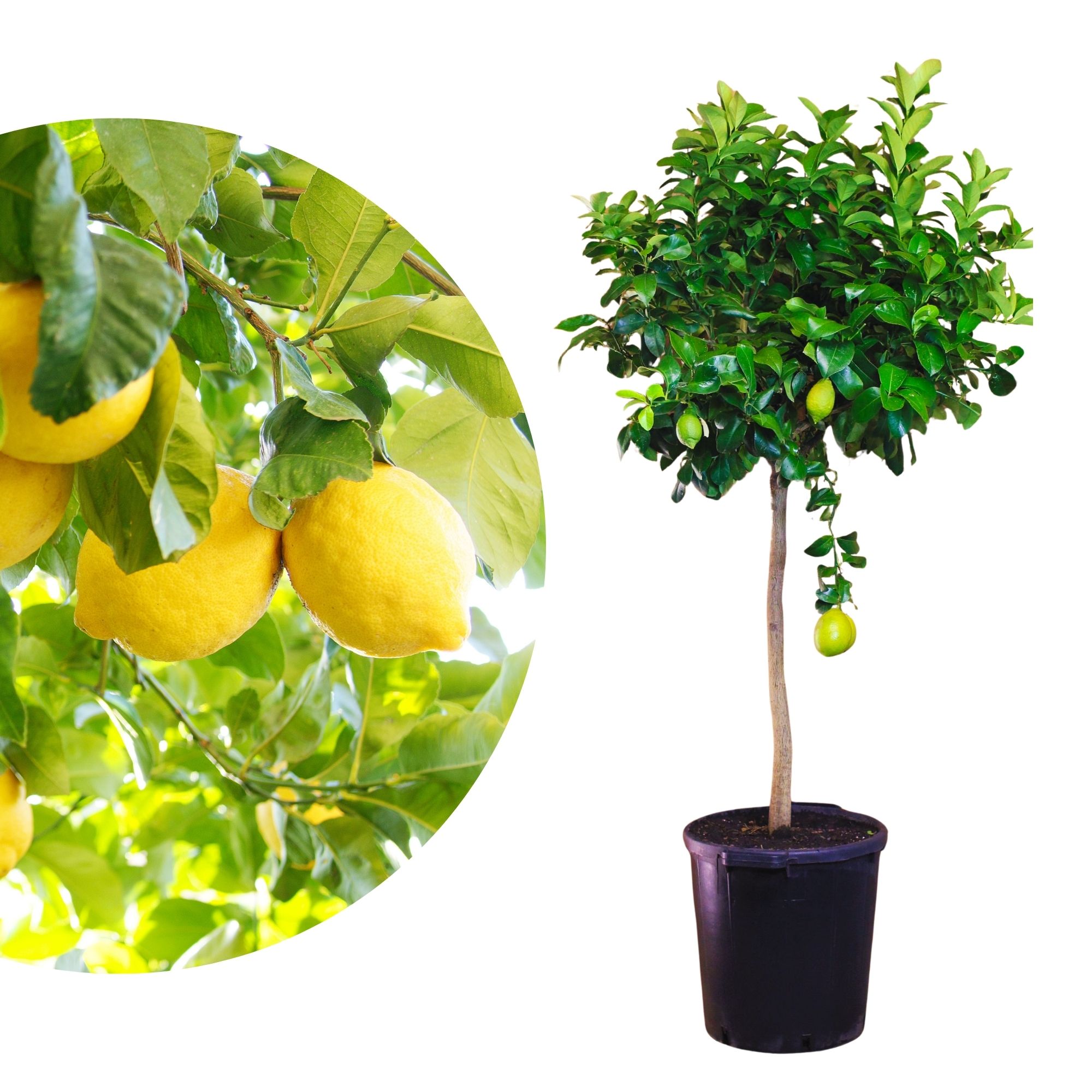 Zitronenbaum [Molto Grande]  - Citrus Limon - echte Zitrone