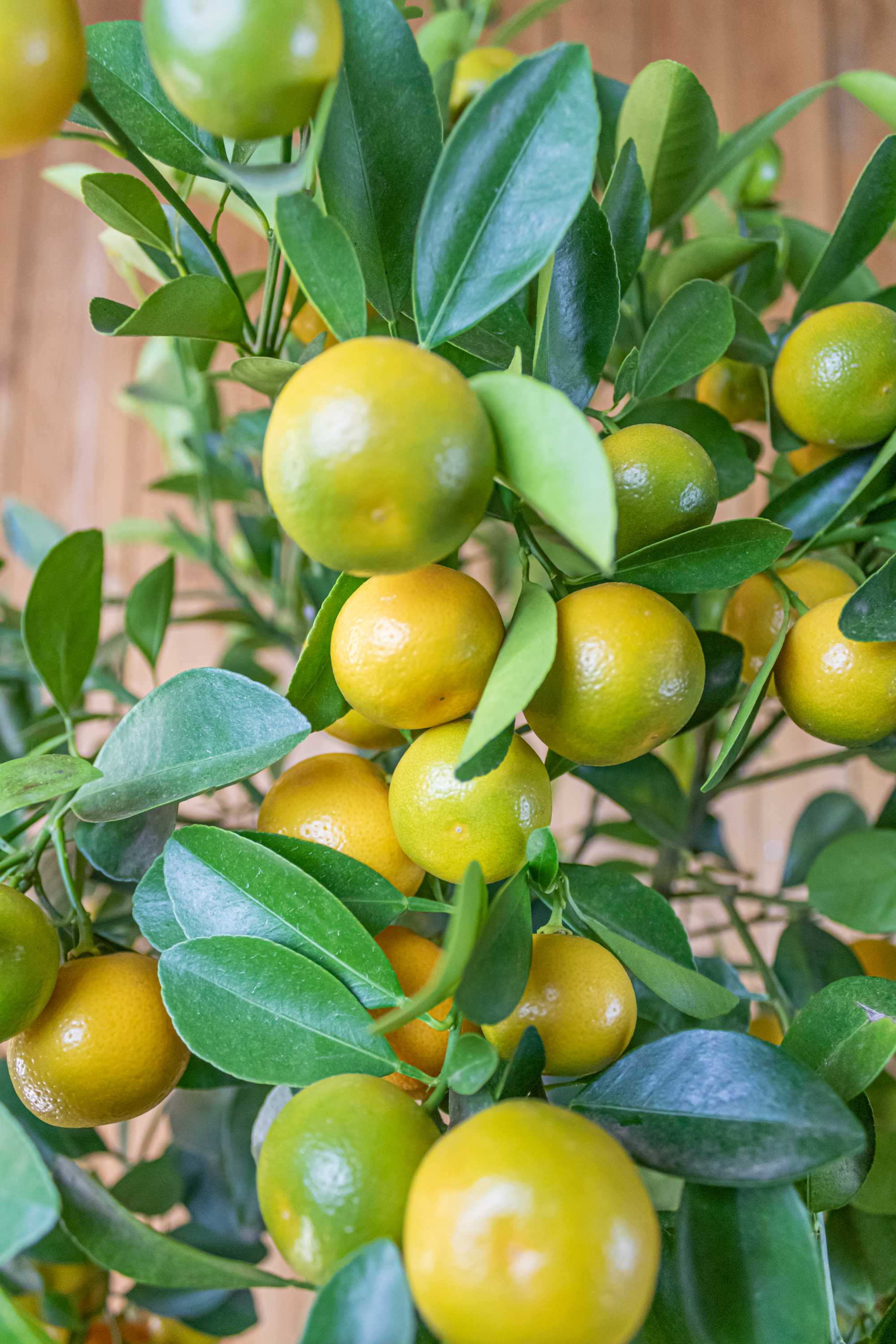 Calamondin [Grande] - Calamansi - Citrus Mitis