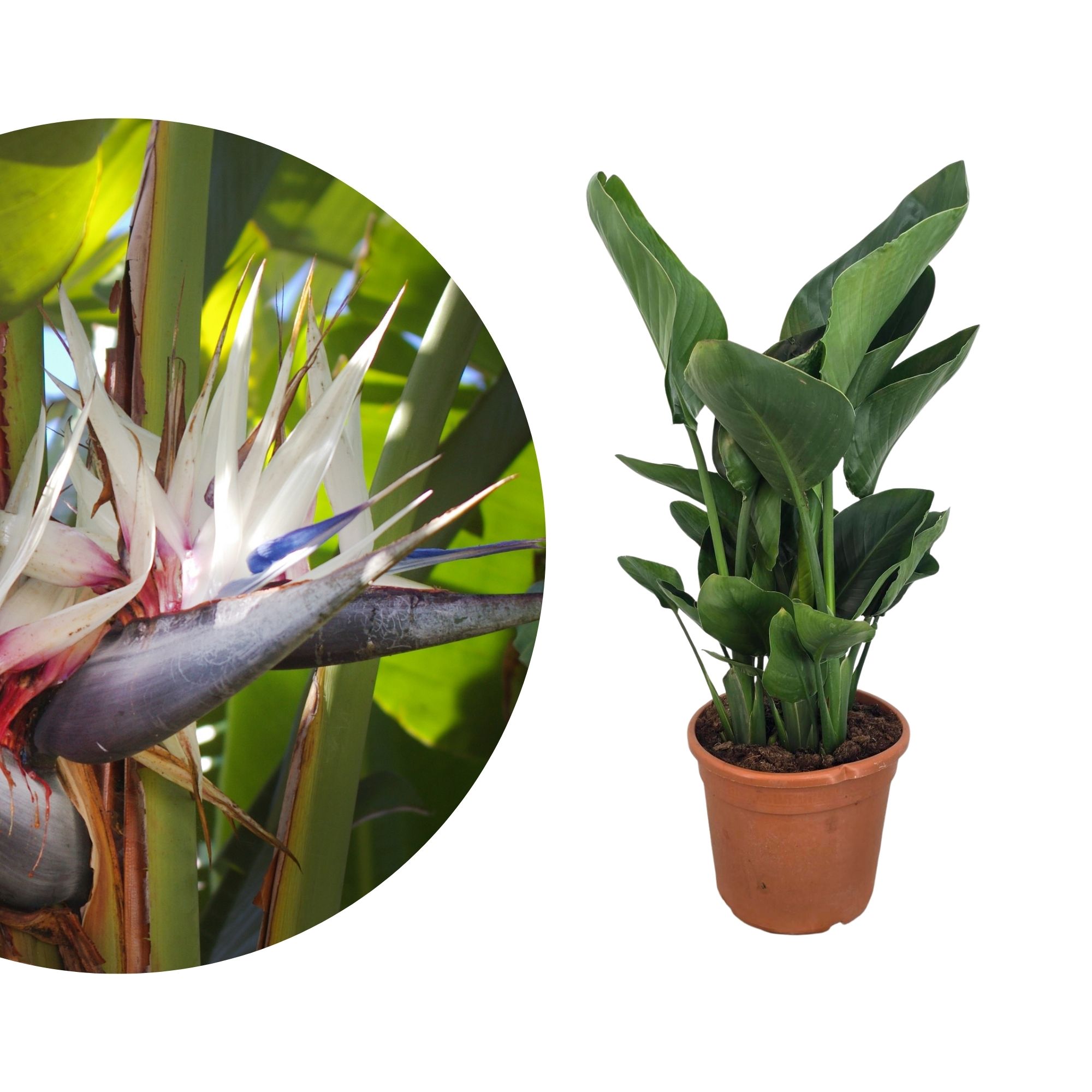Strelitzia augusta / nicolai – große weiße Paradiesvogelblume