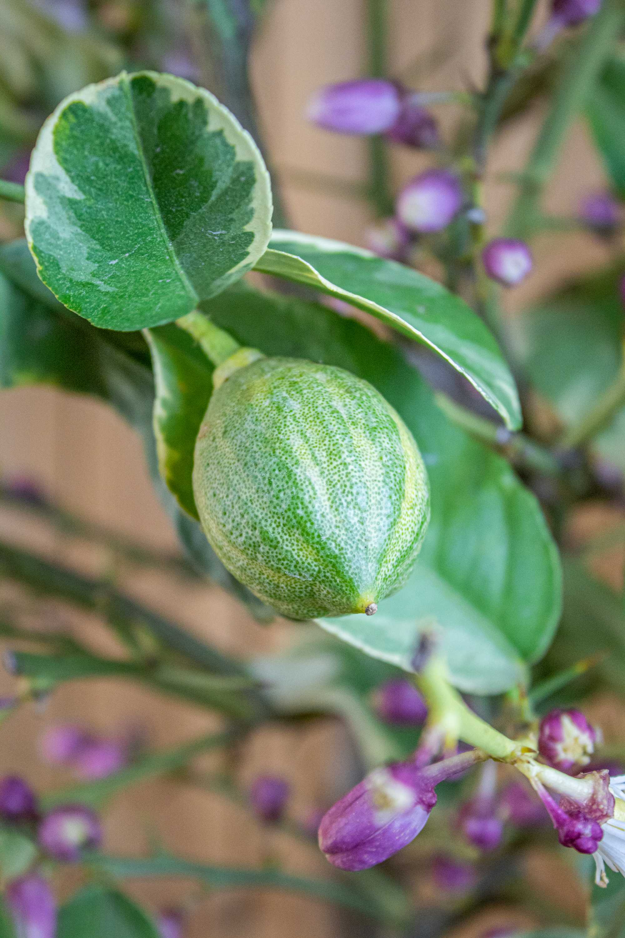 Zitronenbaum "Panaché" - Buntlaubige Zitrone 