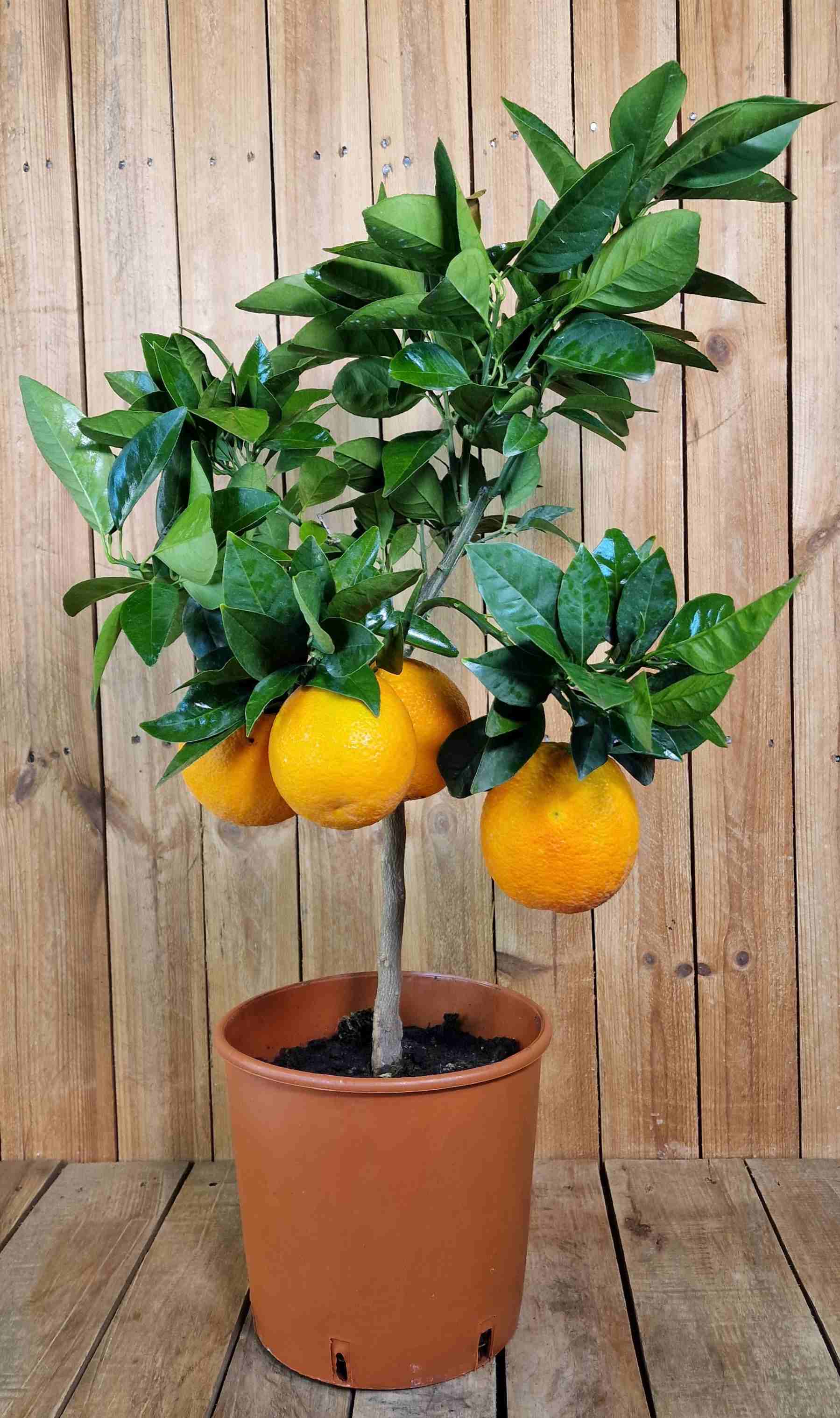 Blutorangenbaum Moro [Mezzo] - Citrus Sinensis 'Moro'
