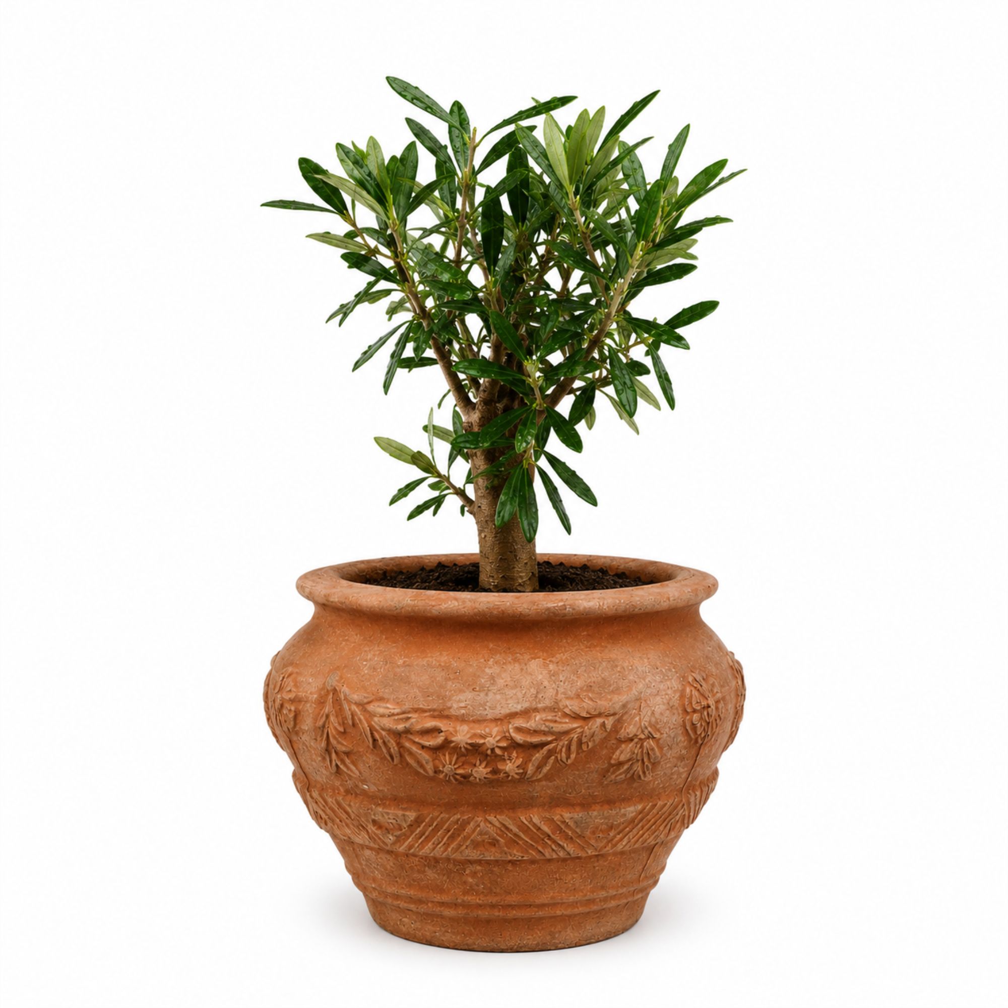 Olivenbaum Bonsai [Piccolino] in Terracotta-Topf "Etrusco Bombato"