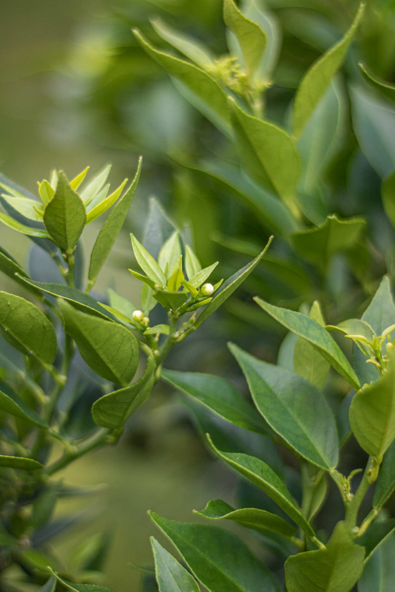 Chinotto 'GRANDE' - Citrus aurantium var. myrtifolia - Myrtenblättrige Zwergpomeranze