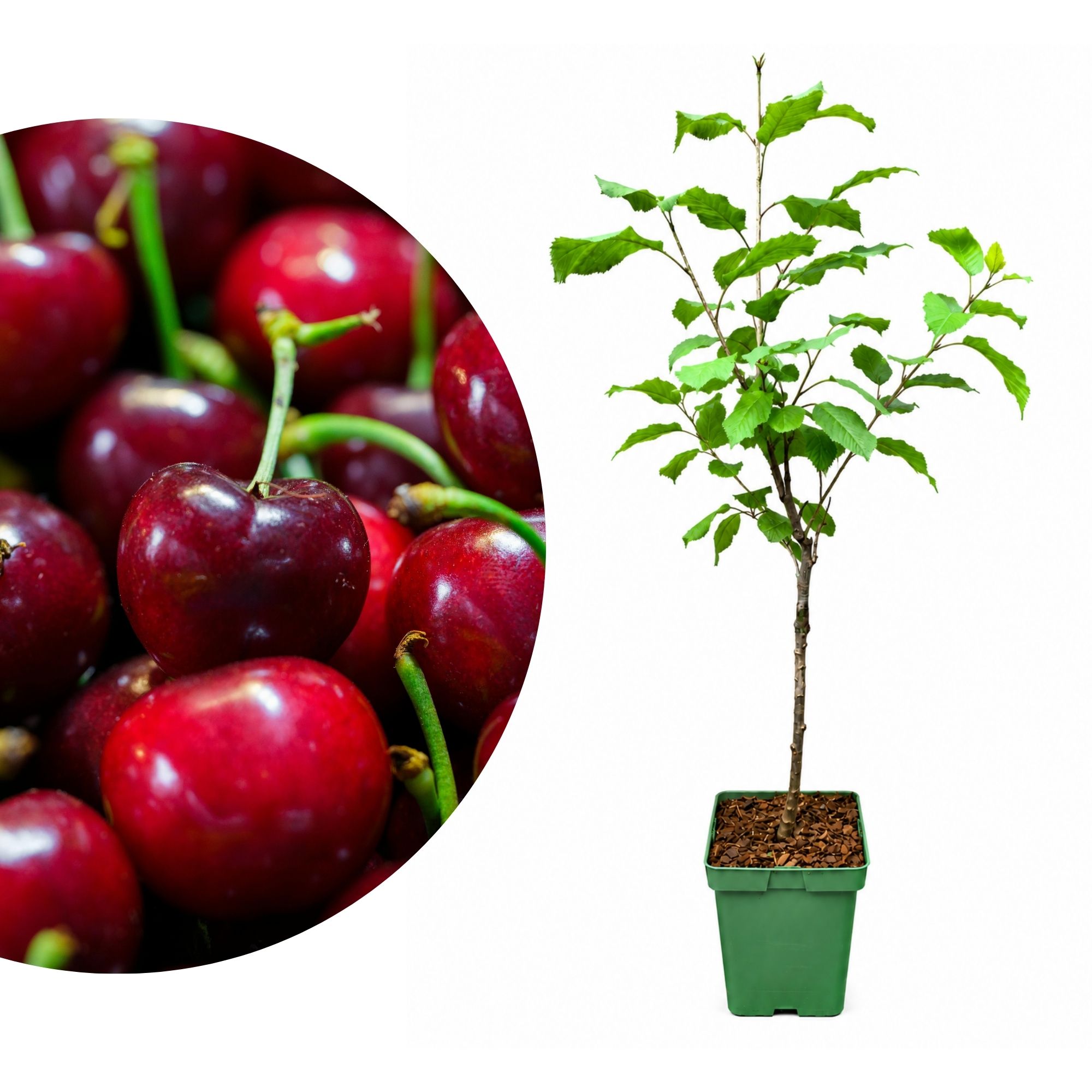 BIO Zwergobst Stämmchen Kirsche 'Regina' - Zwergkirsche - Kirschbaum - Prunus Avium Regina