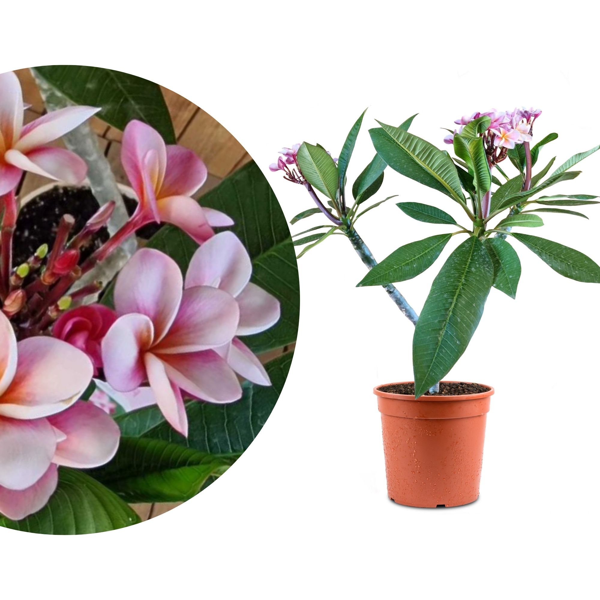 Frangipani Ø 20  "Divine" - Plumeria rubra - Pomelia