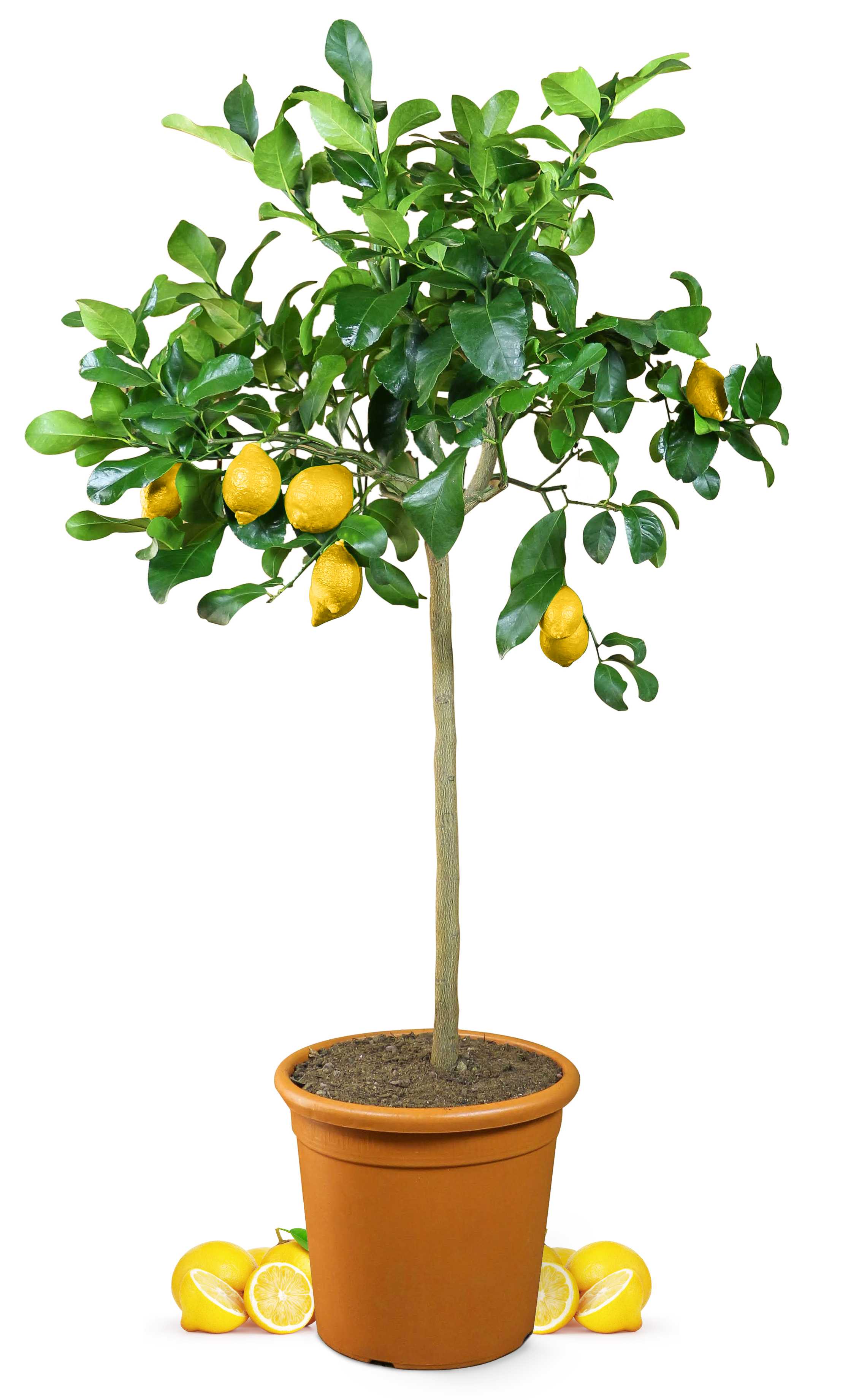 Zitronenbaum [GRANDE] - Citrus limon - echte Zitrone