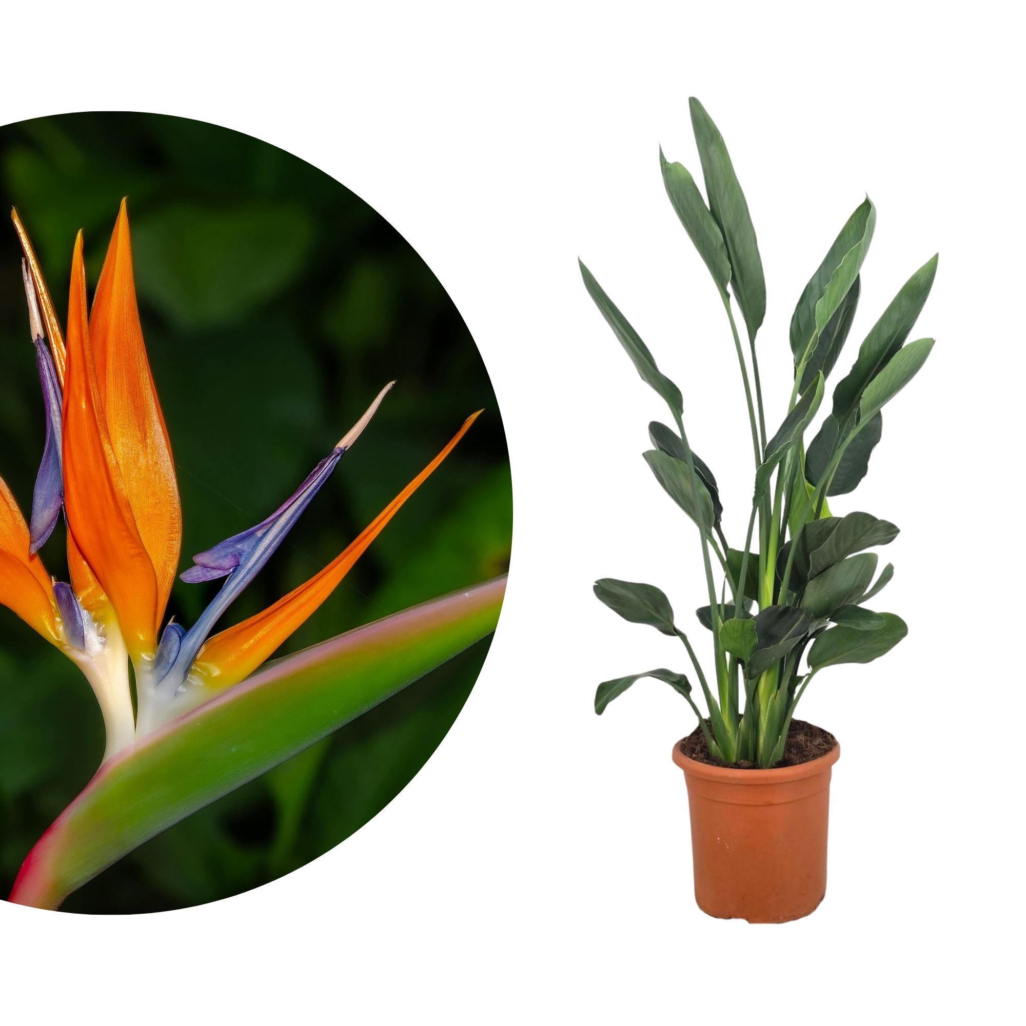 Strelitzia reginae – Paradiesvogelblume - Königs-Strelitzie