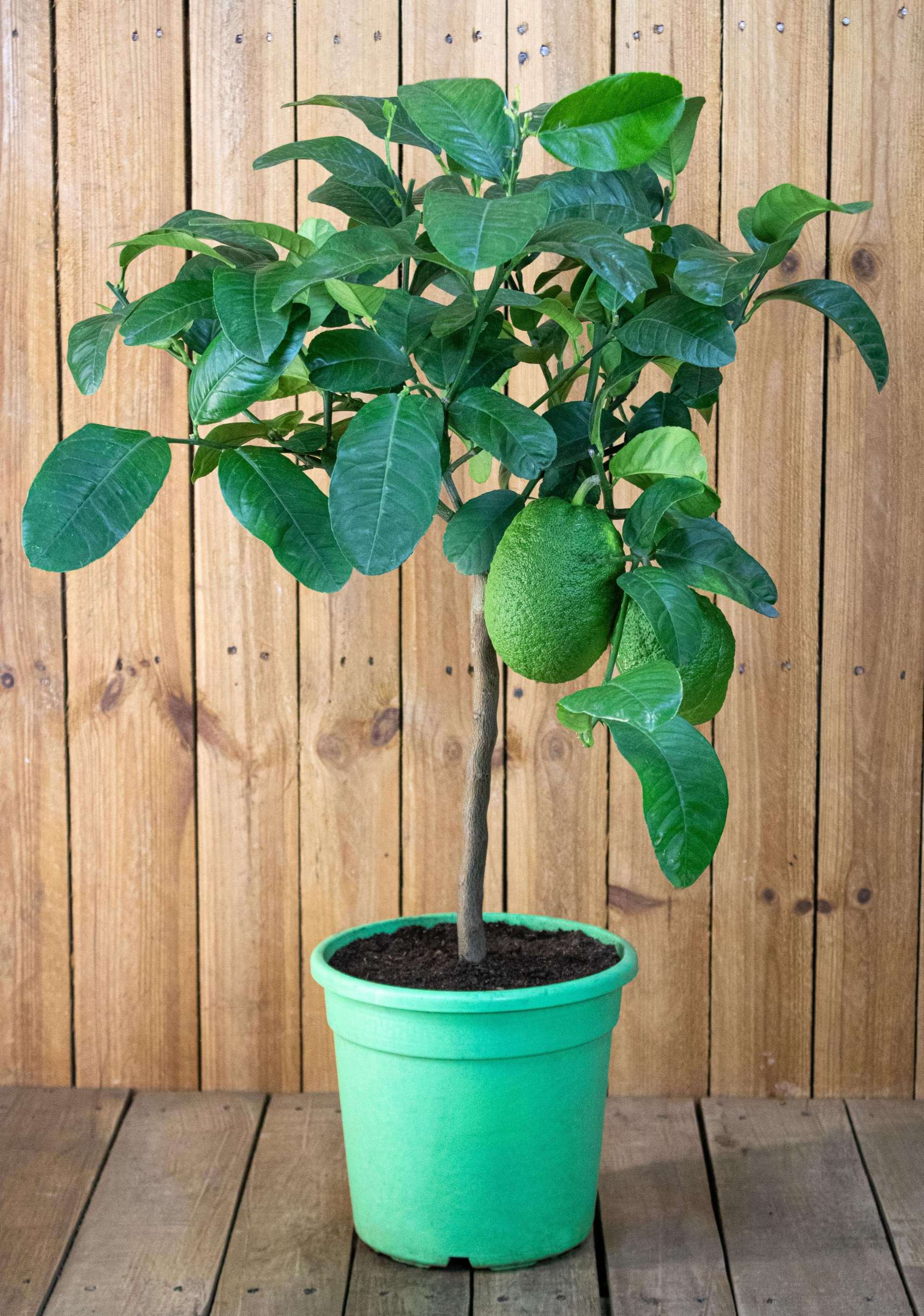 Zitronatzitrone 'Mezzo' - Zedrat-Zitrone - Citrus Medica