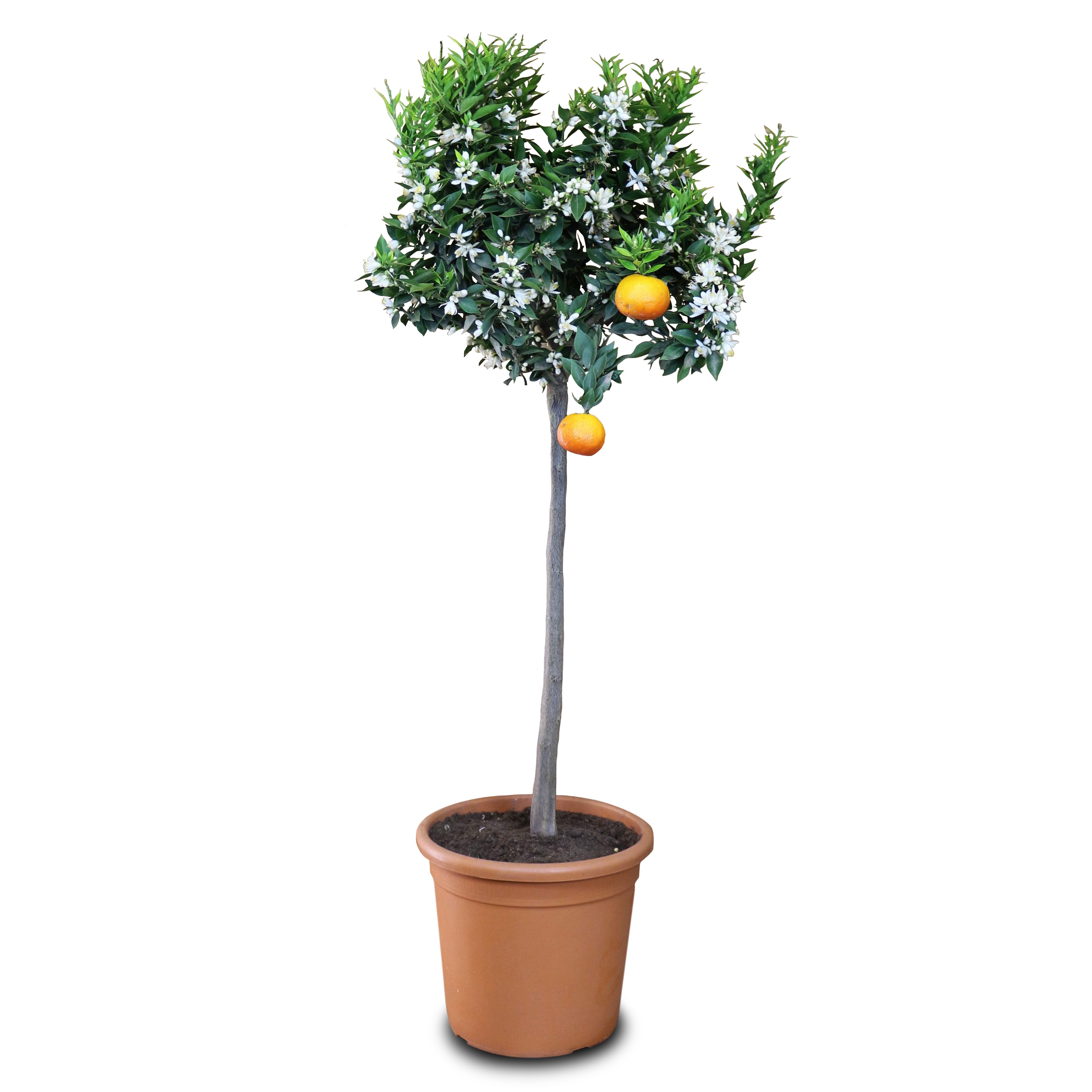 Chinotto [Grande] - Citrus aurantium var. myrtifolia - Myrtenblättrige Zwergpomeranze