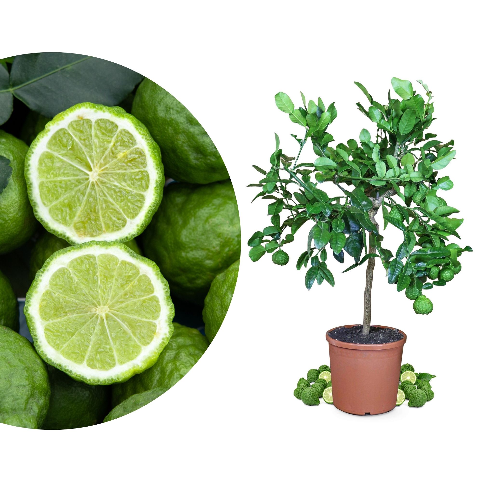Kaffir Limette - Citrus hystrix - Papeda - Kaffernlimette Kaffir Limette - Citrus hystrix - Papeda - Kaffernlimette