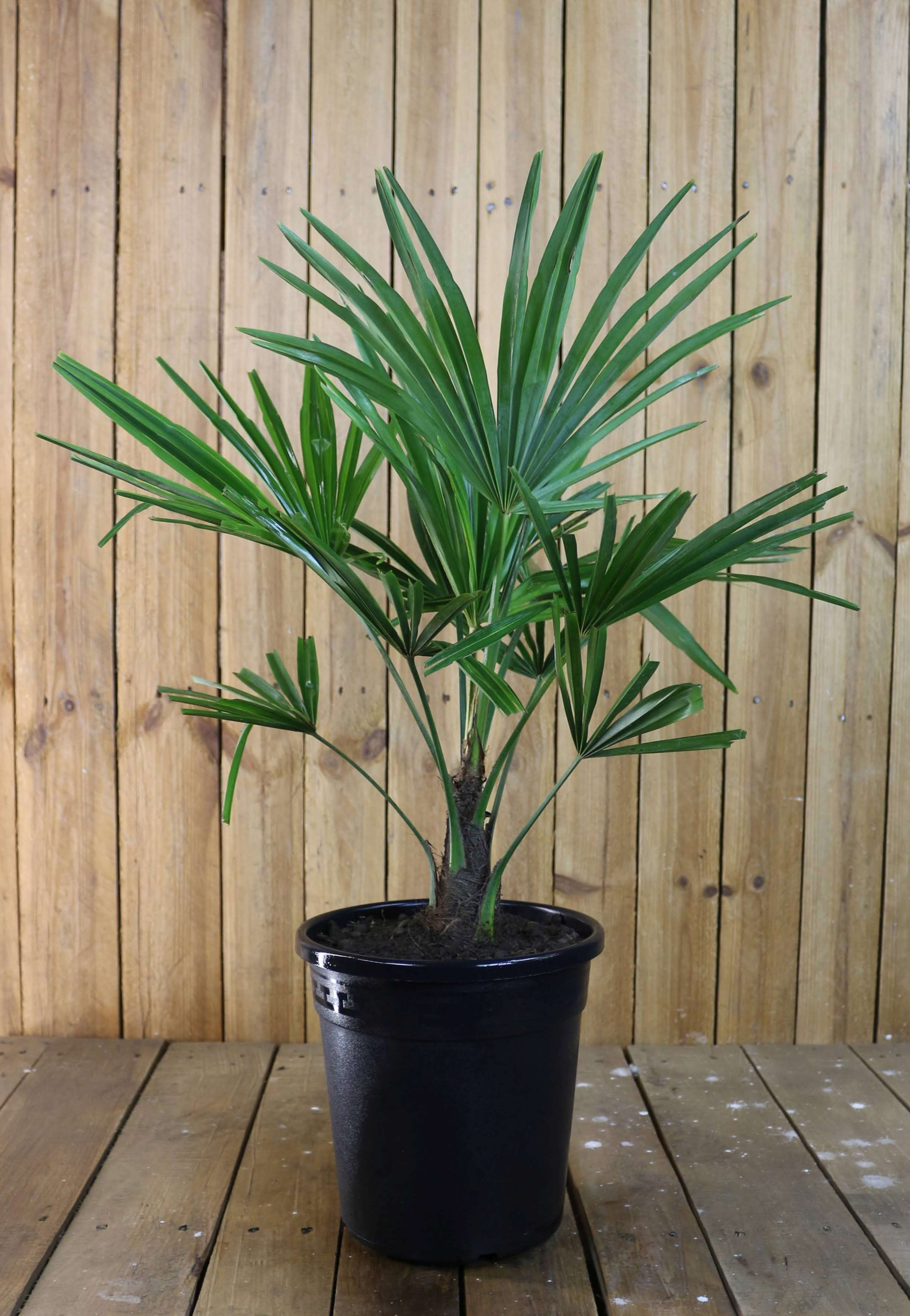 Palme Trachycarpus "Grande"