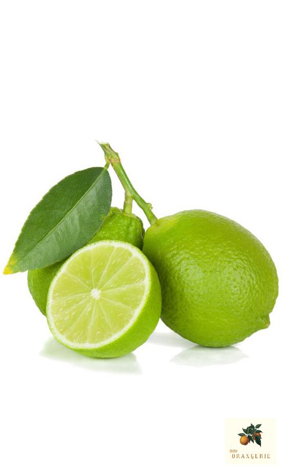 Tahiti Limette [Molto Grande] - Persische Limette - Citrus Latifolia