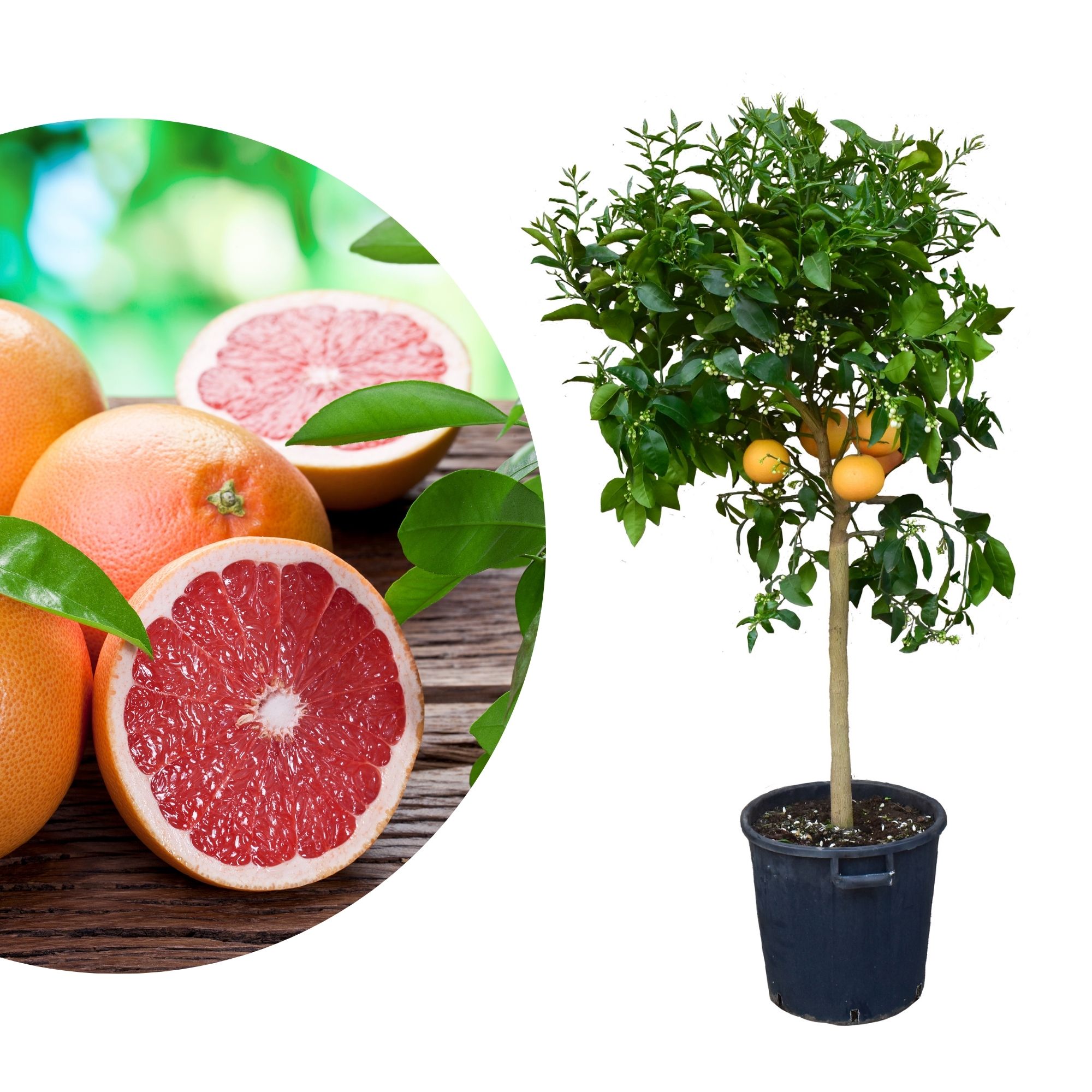 Grapefruit Rosso [Molto Grande] - Citrus paradisi