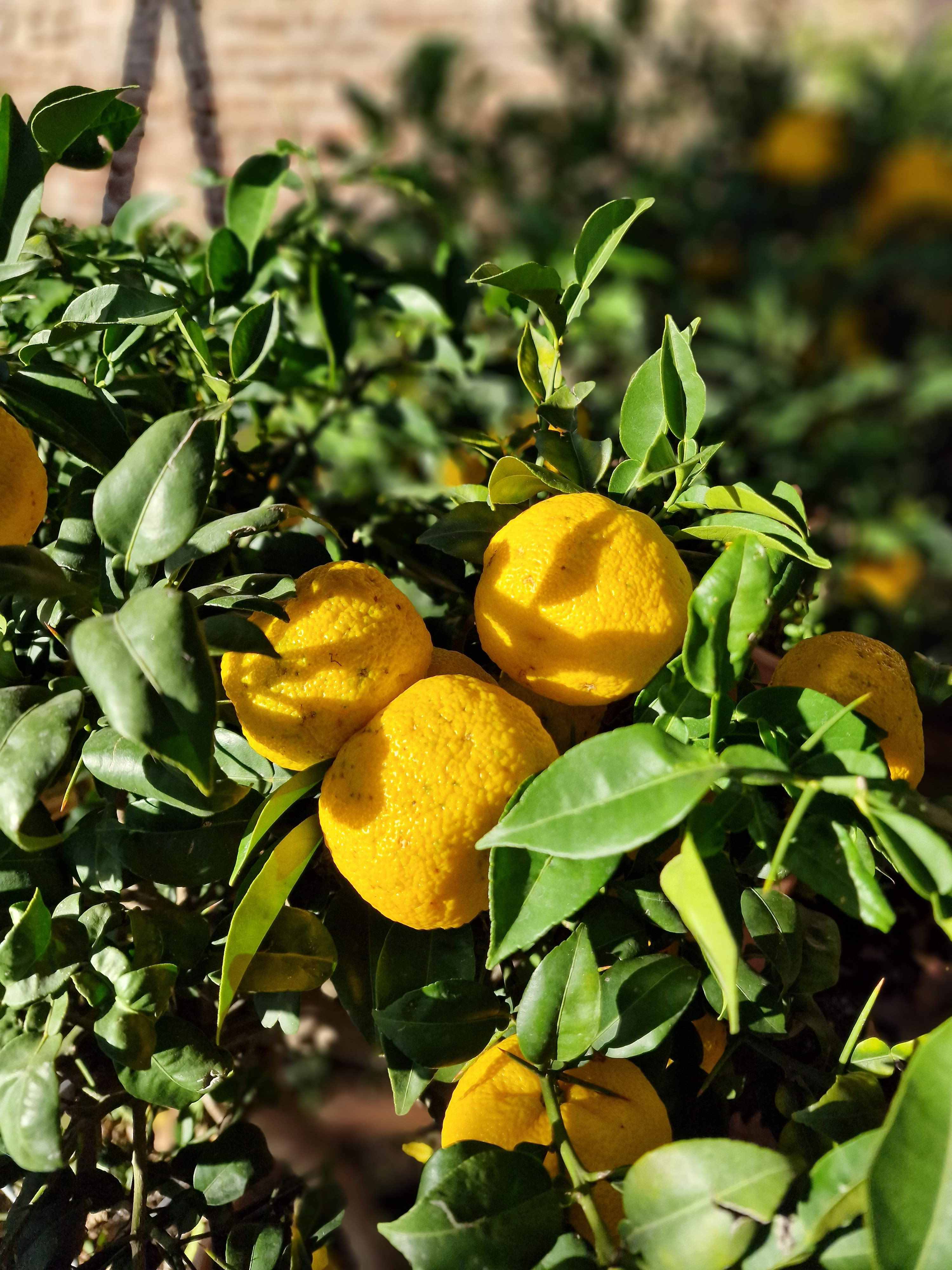 Yuzu 'Bonsai' in Schale - Citrus junos 'Bonsai' 