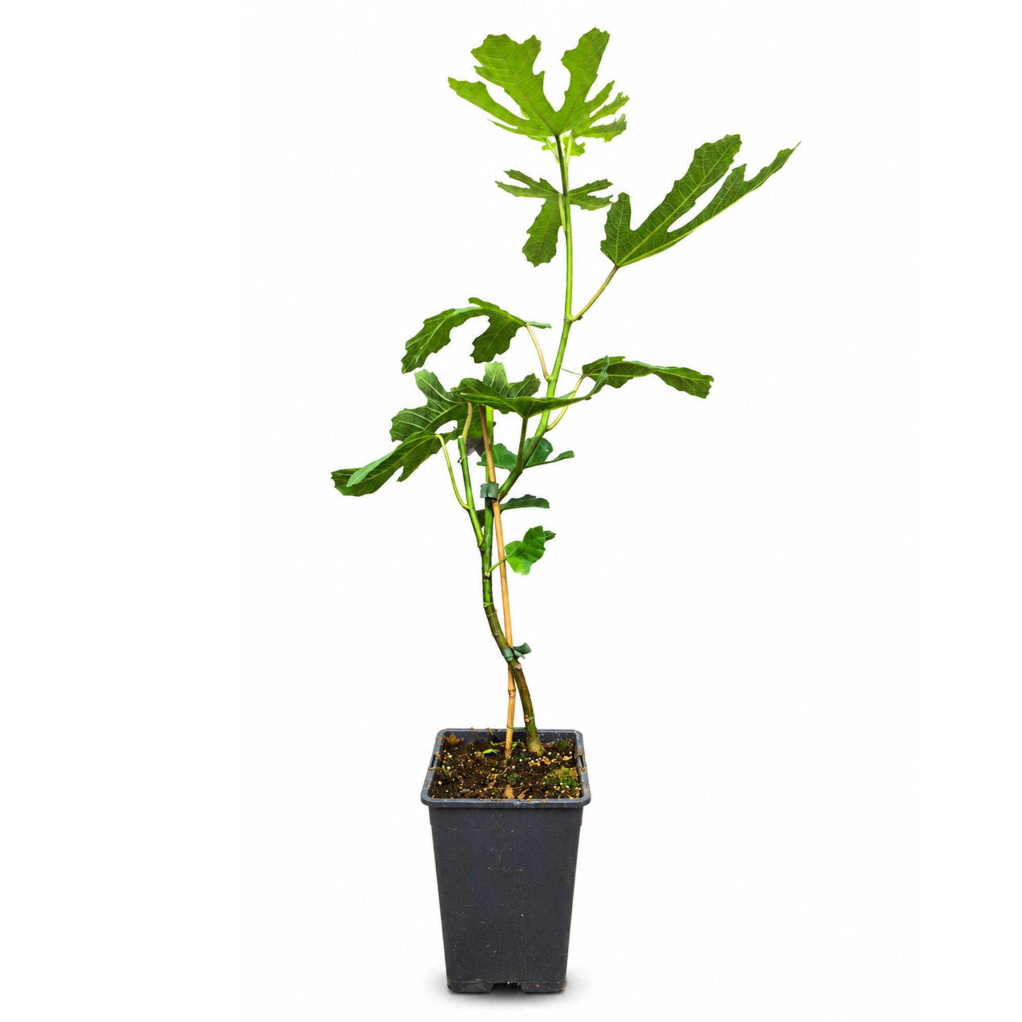 Feige Stämmchen [Mini] - Ficus carica "Gustissimo Perretta"