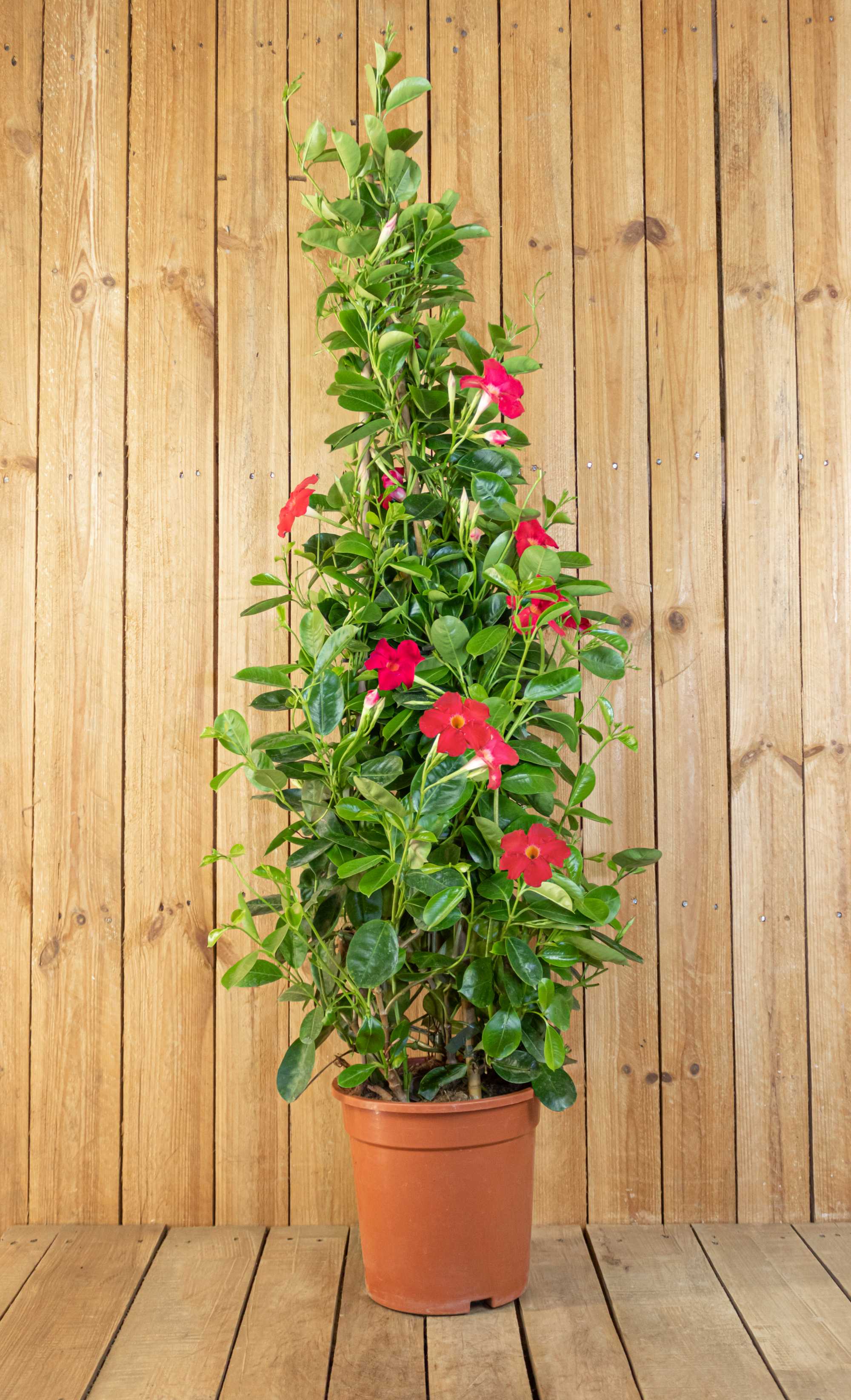 Rote Dipladenia [Grande] - Sundaville Pyramide - Mandevilla