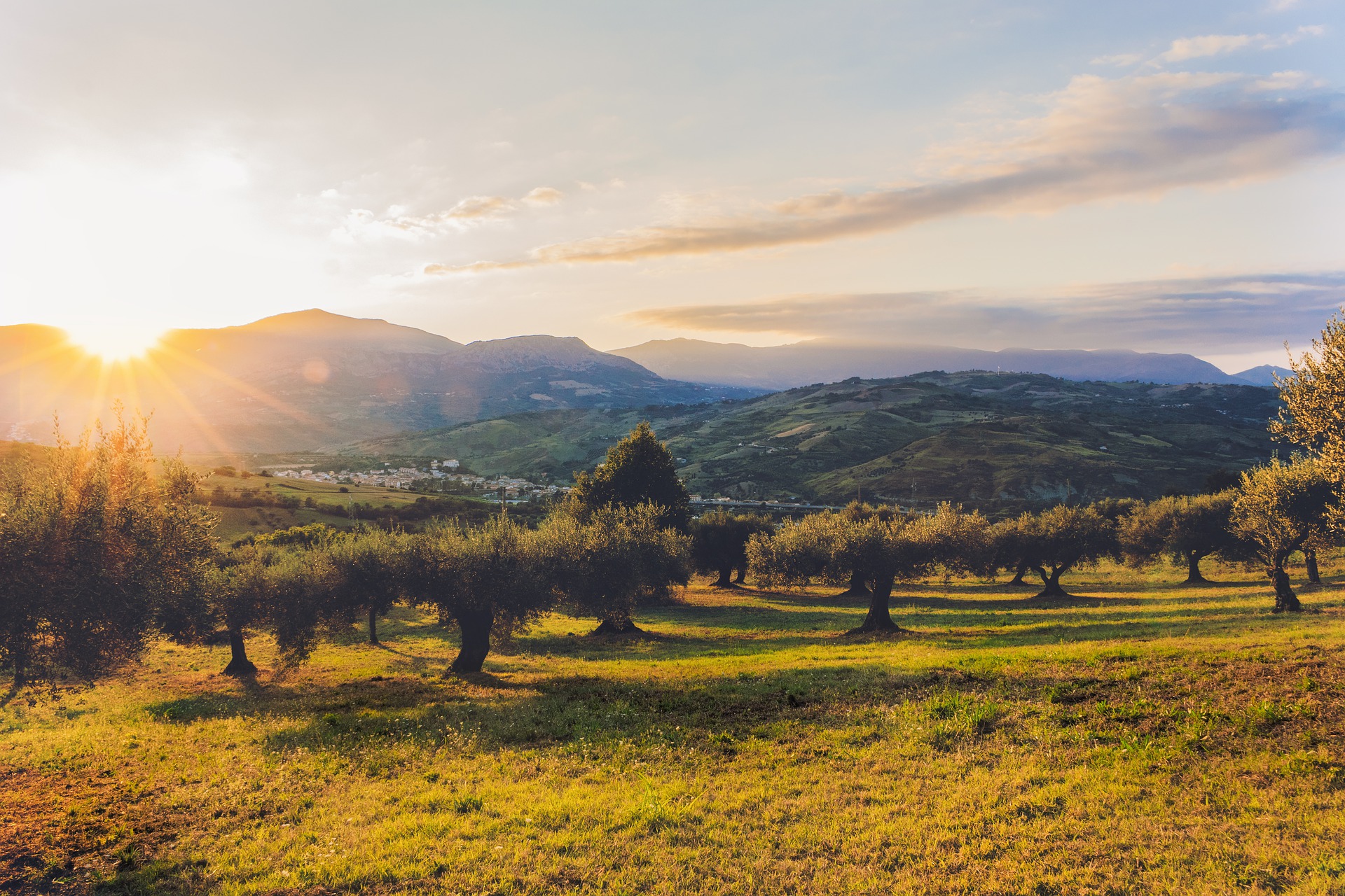 Olivenbaum [Grande] - Olea europaea - echte Olive