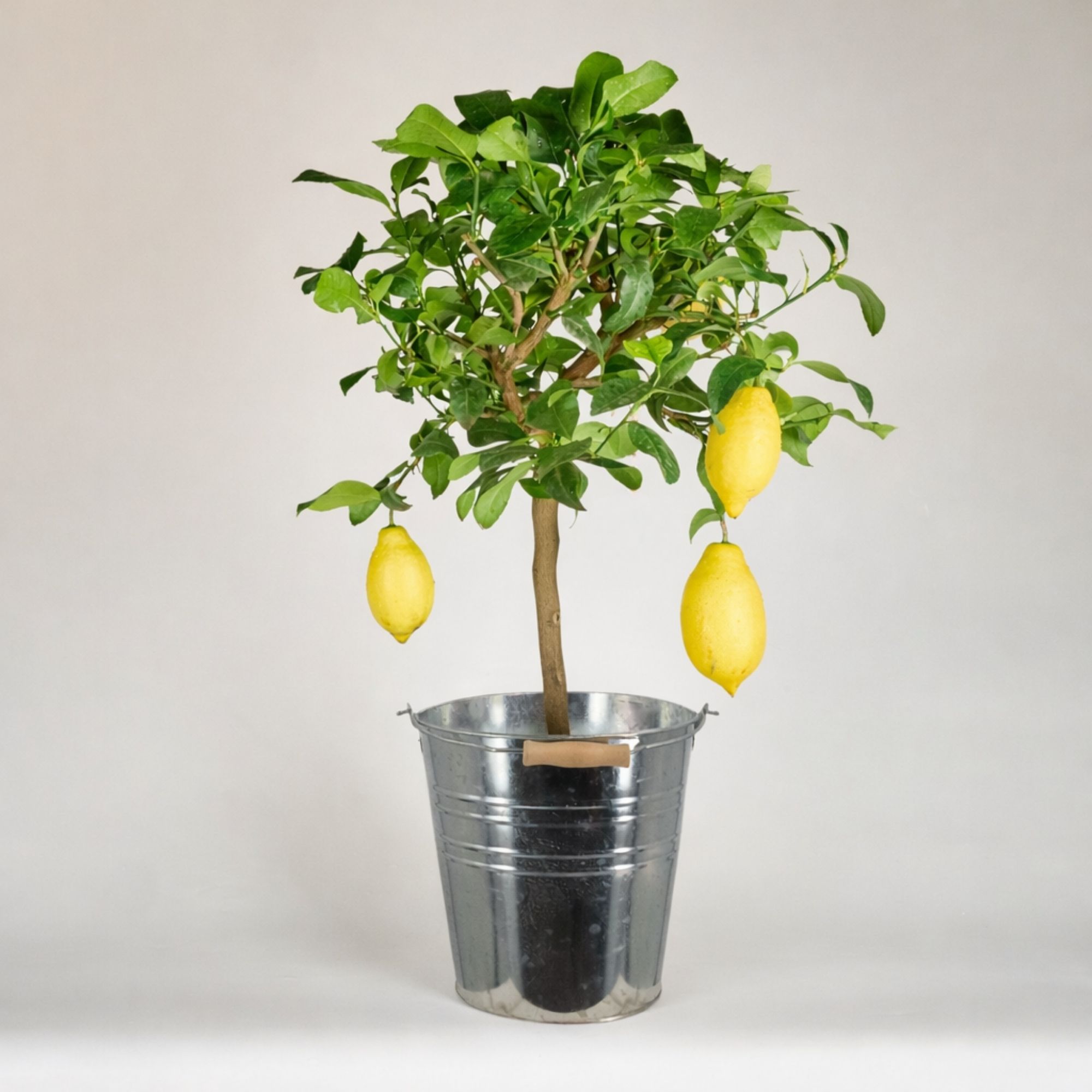 Zitrone [Mezzo] in Zinkeimer - Citrus limon - echte Zitrone