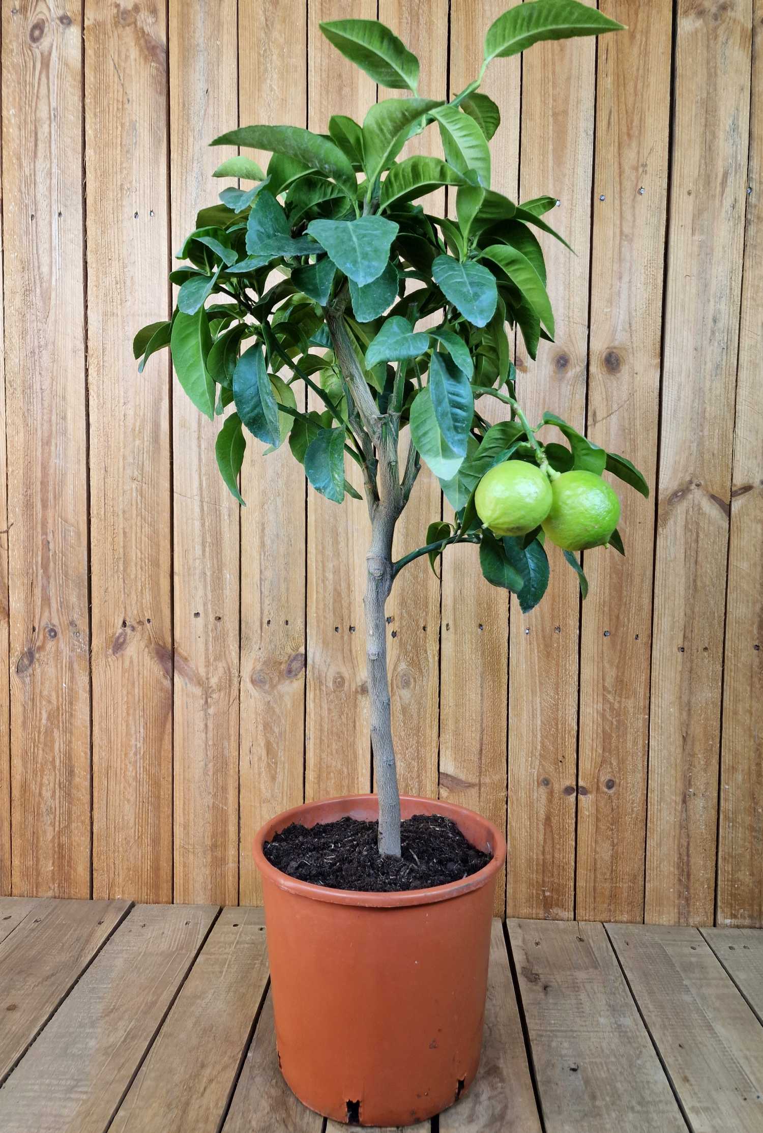 Bergamotte [Mezzo] - Citrus bergamia - Bergamotto 