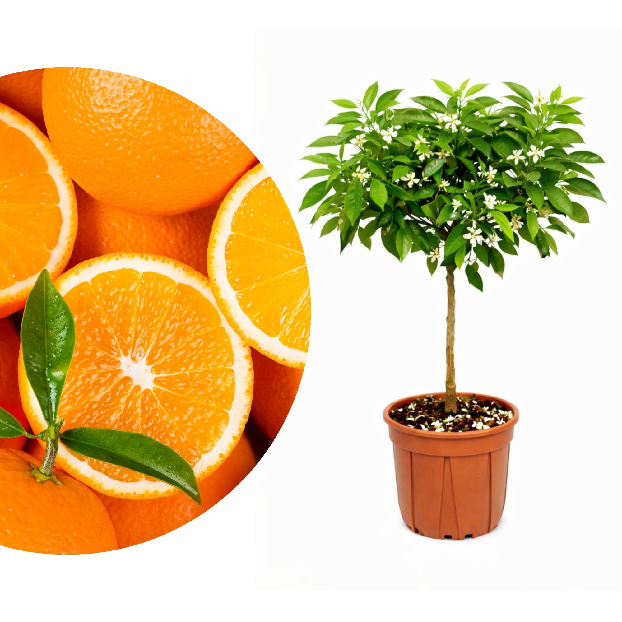 Orangenbaum - Sonder-Sorte: 'Lane Late'