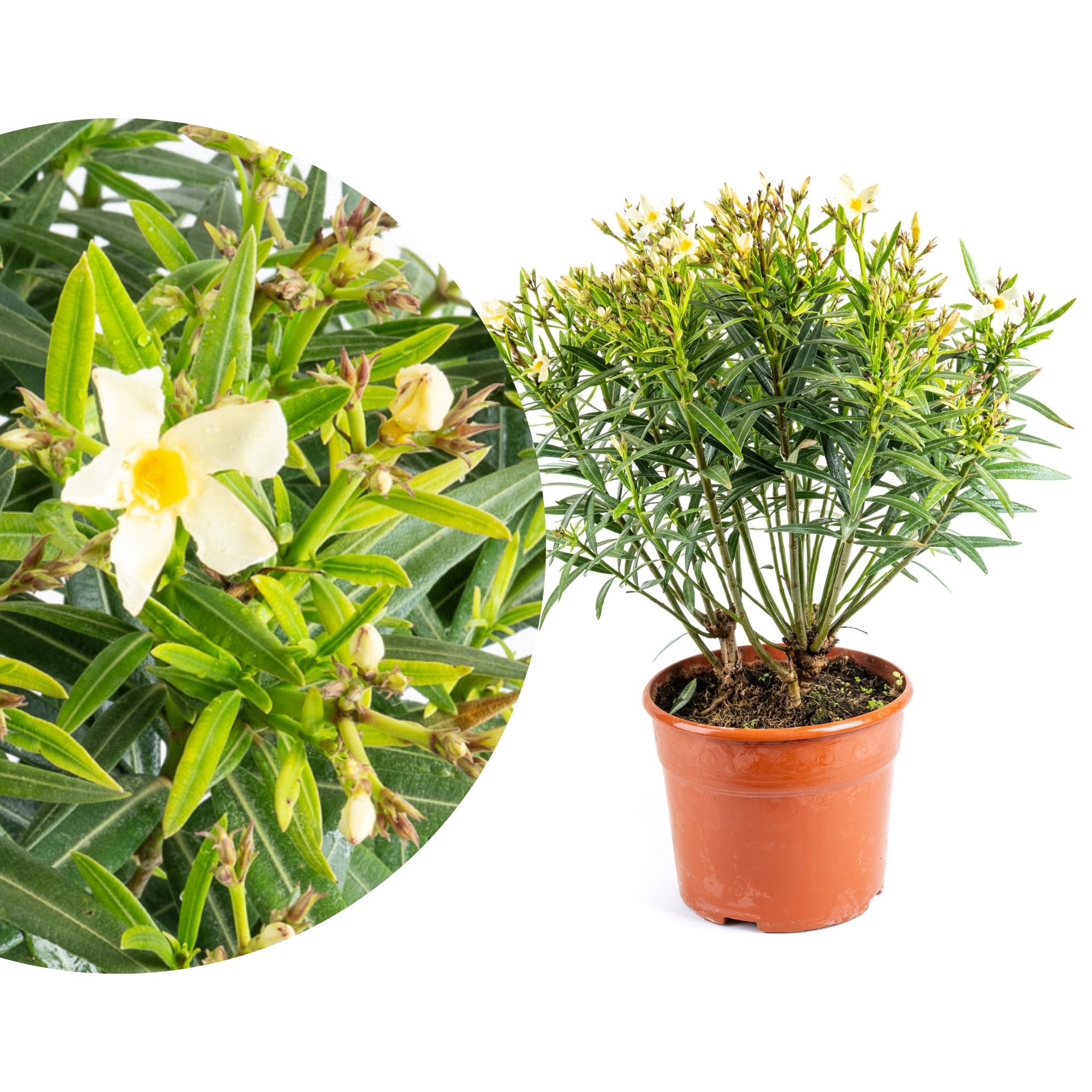 Gelber Oleander - Nerium Evolution "Sunrise" Gelber Oleander - Nerium Evolution "Sunrise"