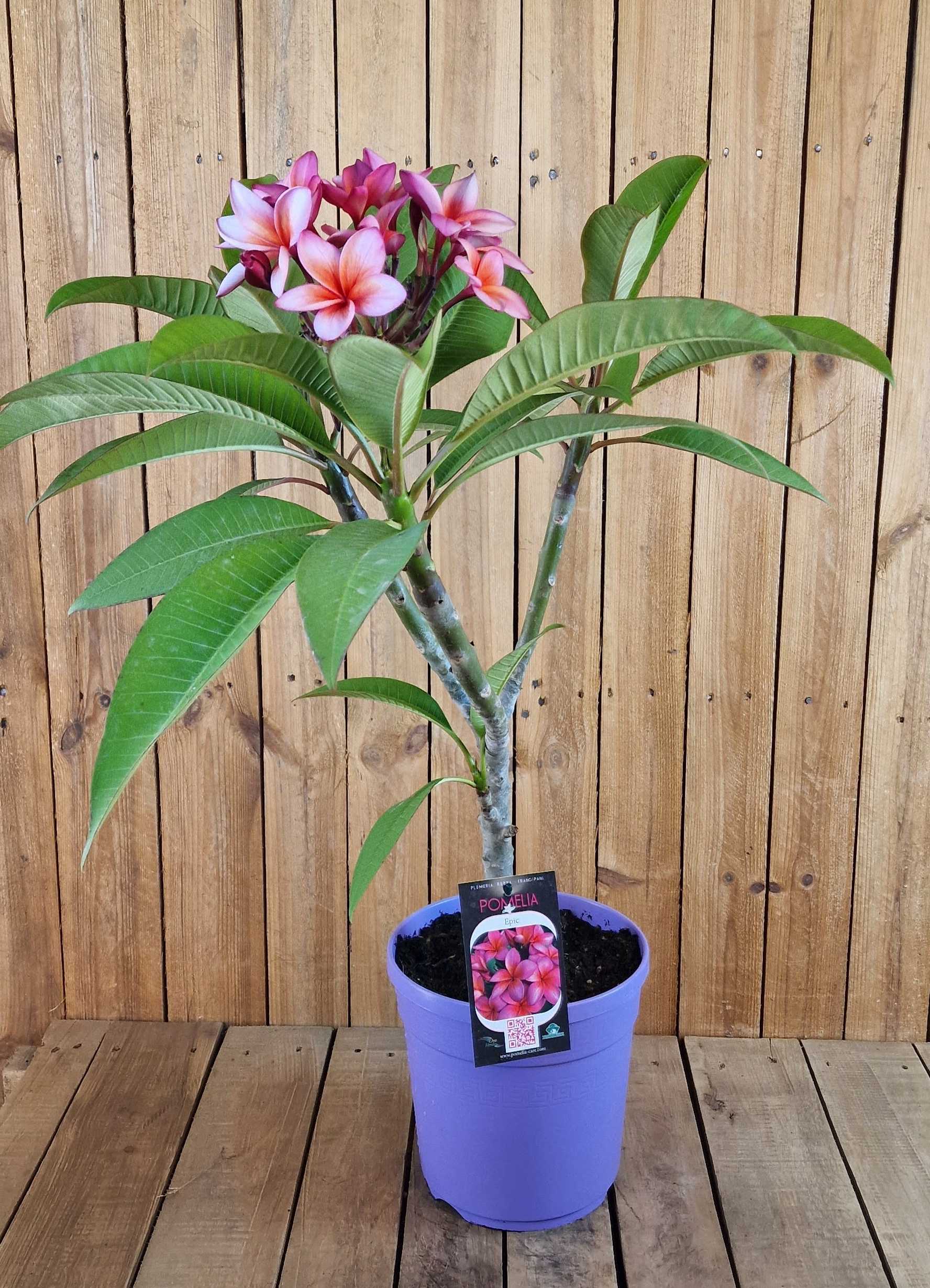 Frangipani Ø 20  "Epic" - Plumeria rubra - Pomelia