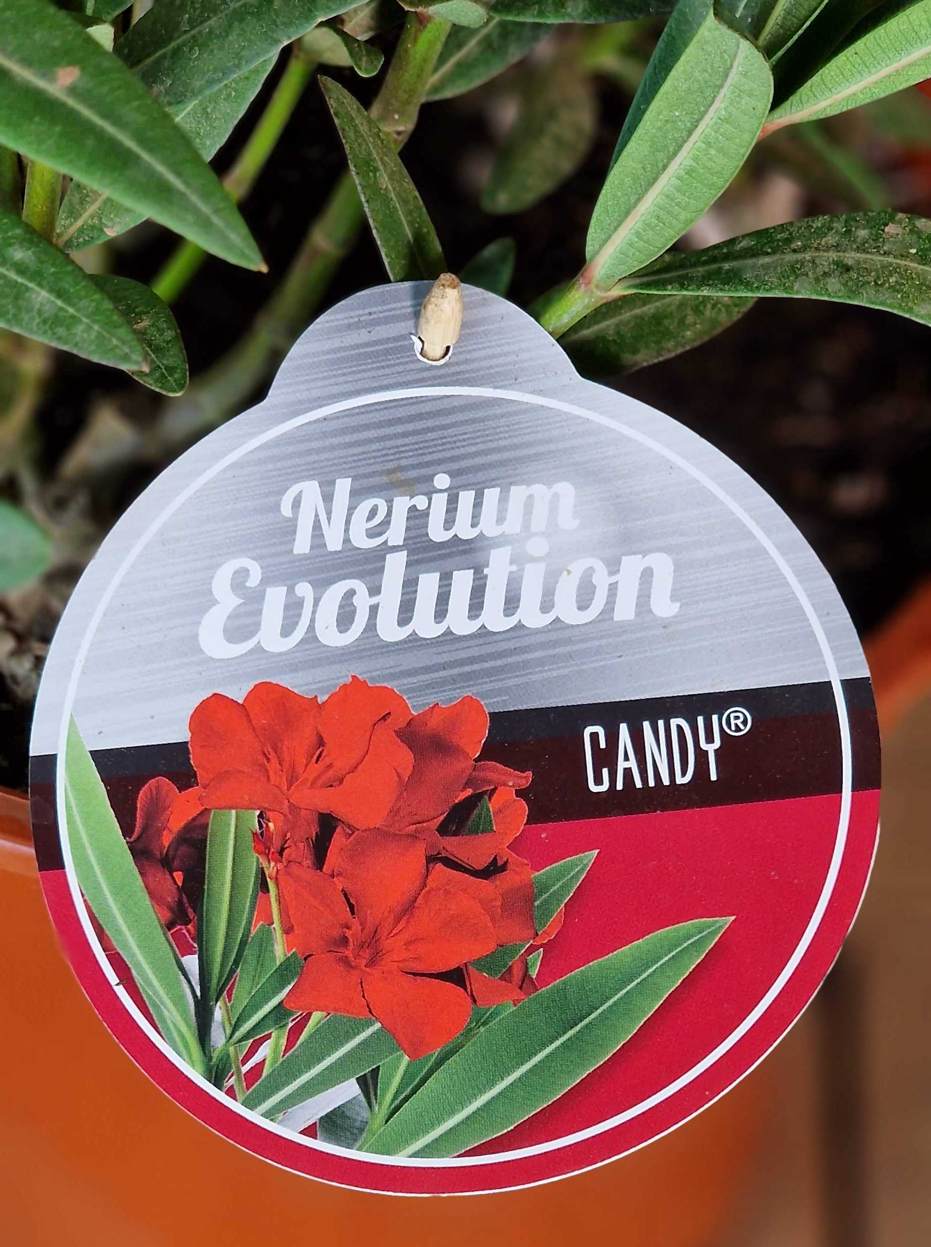 Roter Oleander - Nerium Evolution "Candy"
