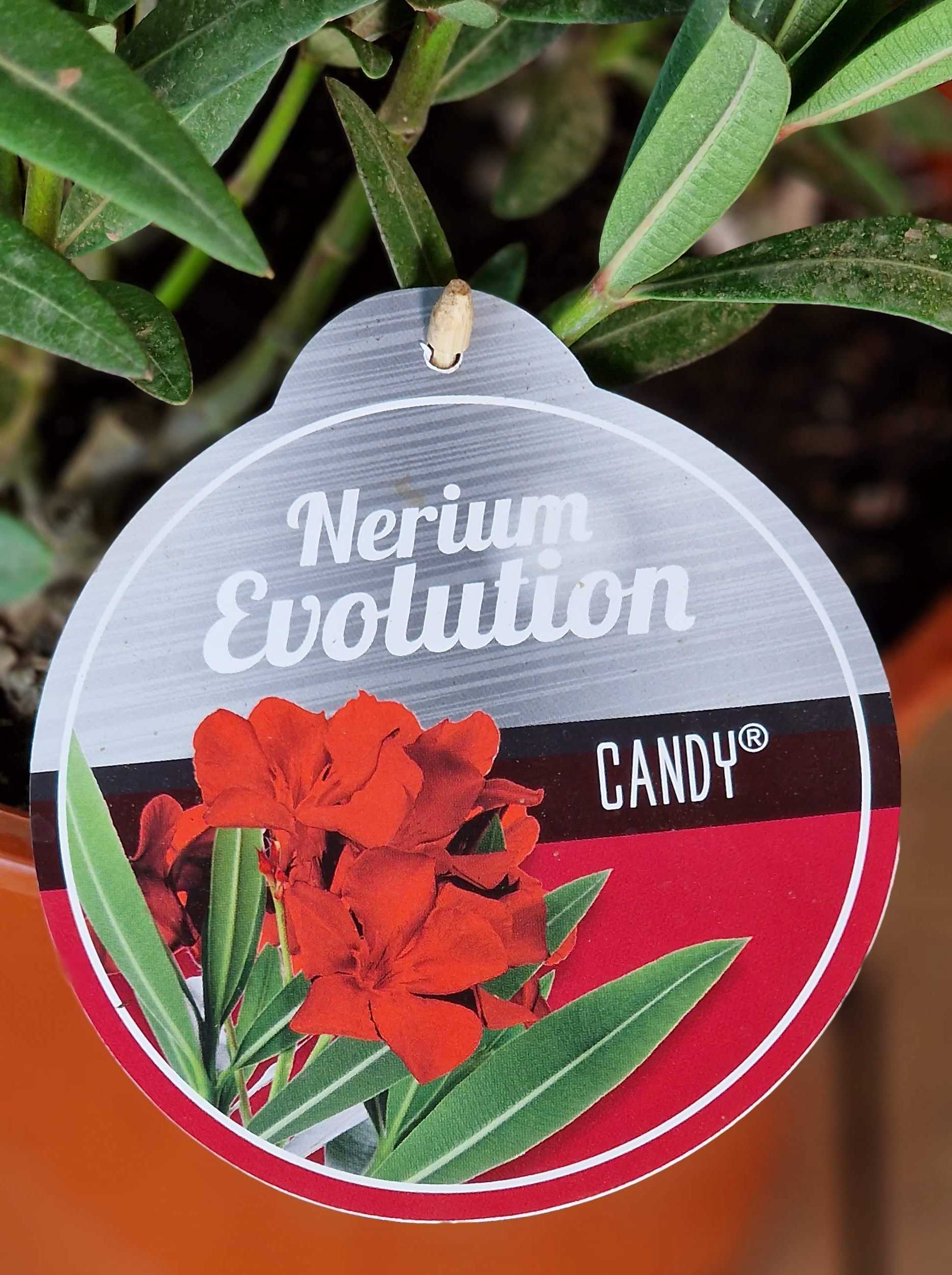 Roter Oleander - Nerium Evolution "Candy" - Busch [MEZZO]