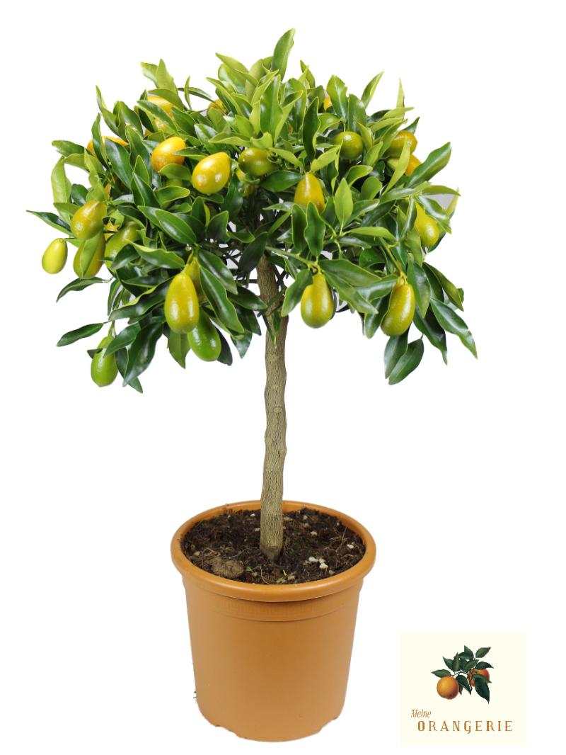 Kumquat Nordmann Gigante "Mezzo" - Kumquat Maxi