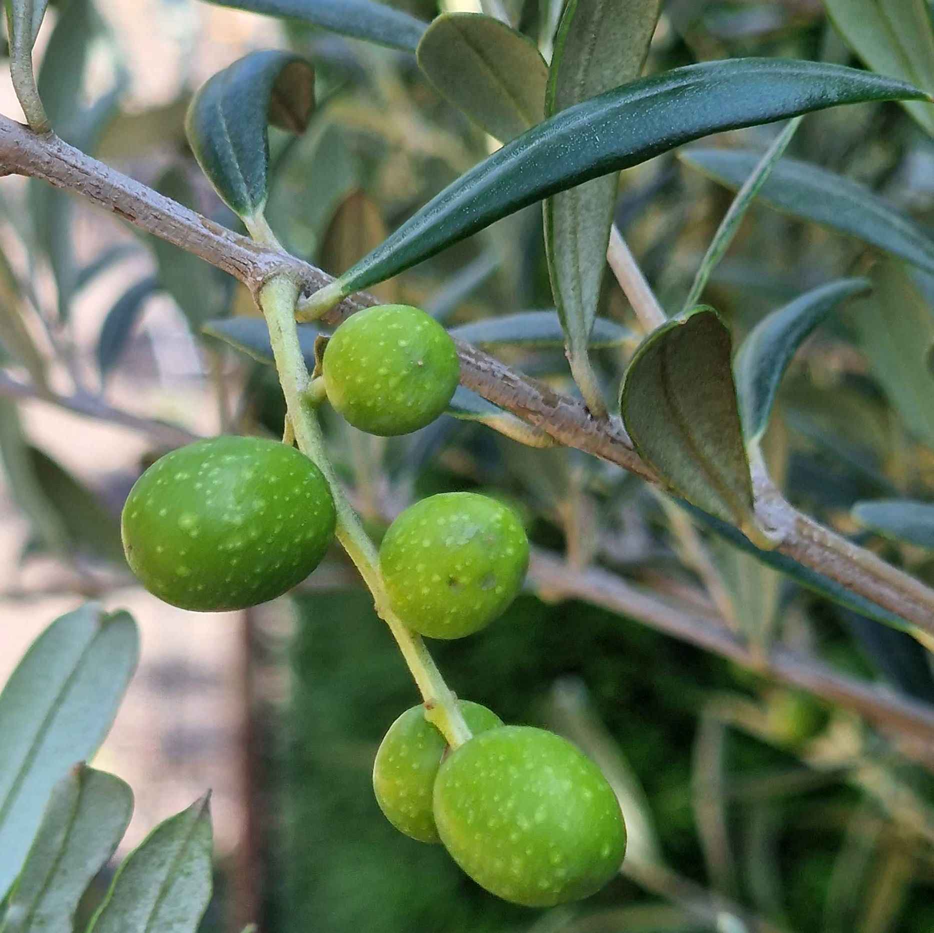 Olivenbaum Olea europaea sichern