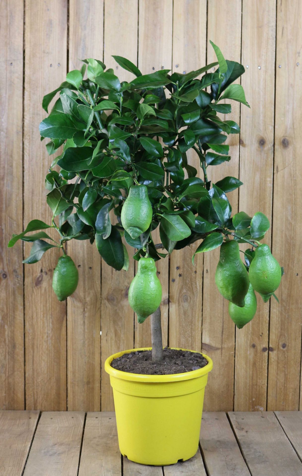 Meine Orangerie Zitronenbaum „Grande“ Halbstamm – Echte Zitrone, Veredelt, Mit Extra Dickem Stamm, Fruchtreif