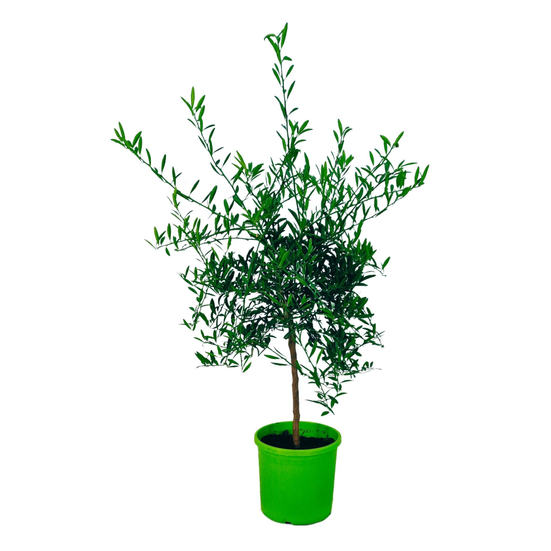 Meine Orangerie Ihr für Mediterrane Pflanzen