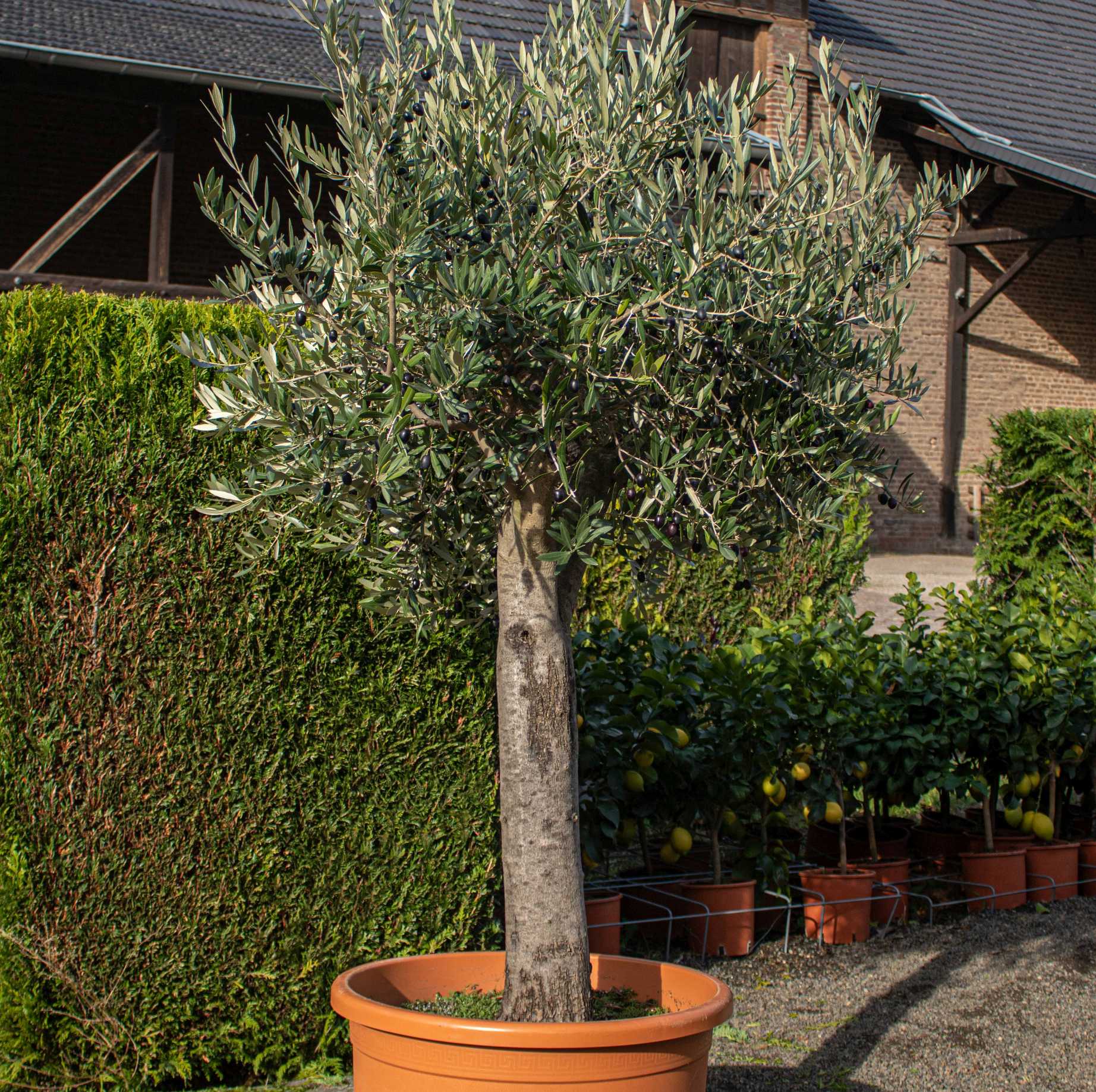 Kunstbaum Indoor Meine Orangerie Olivenbaum Piccolo - Echtes Olivenbäumchen - Olea Europaea - Olive Tree Künstlicher Olivenbaum