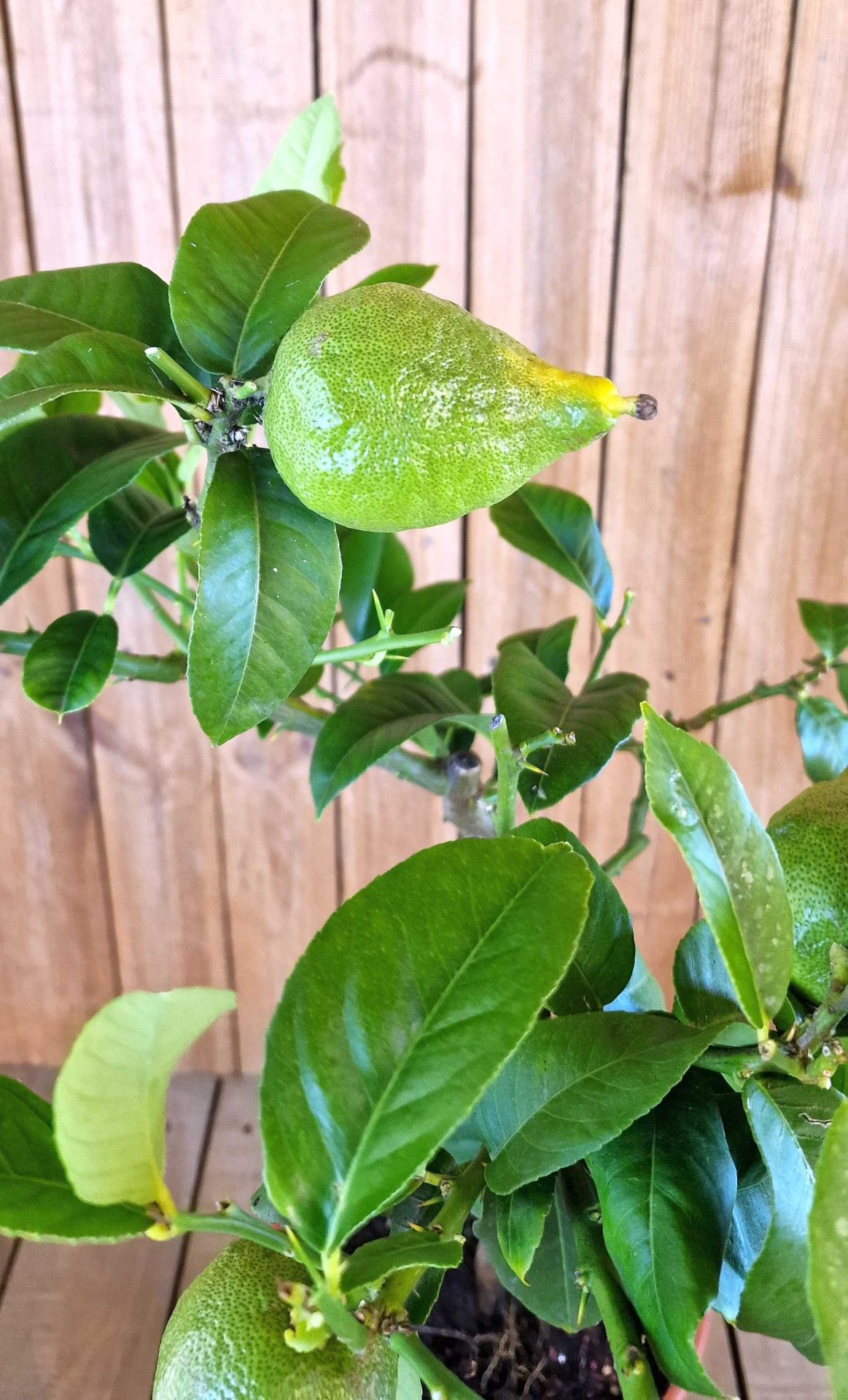 Bizarre Pomeranze Mezzo Citrus aurantium