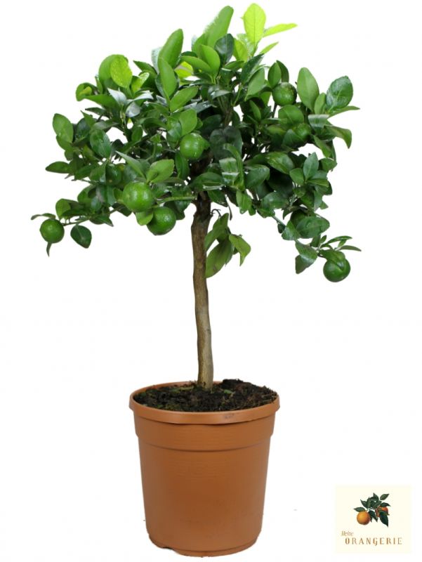 Citrus clementina - Clementineboom - Palma Verde Exoten V.O.F