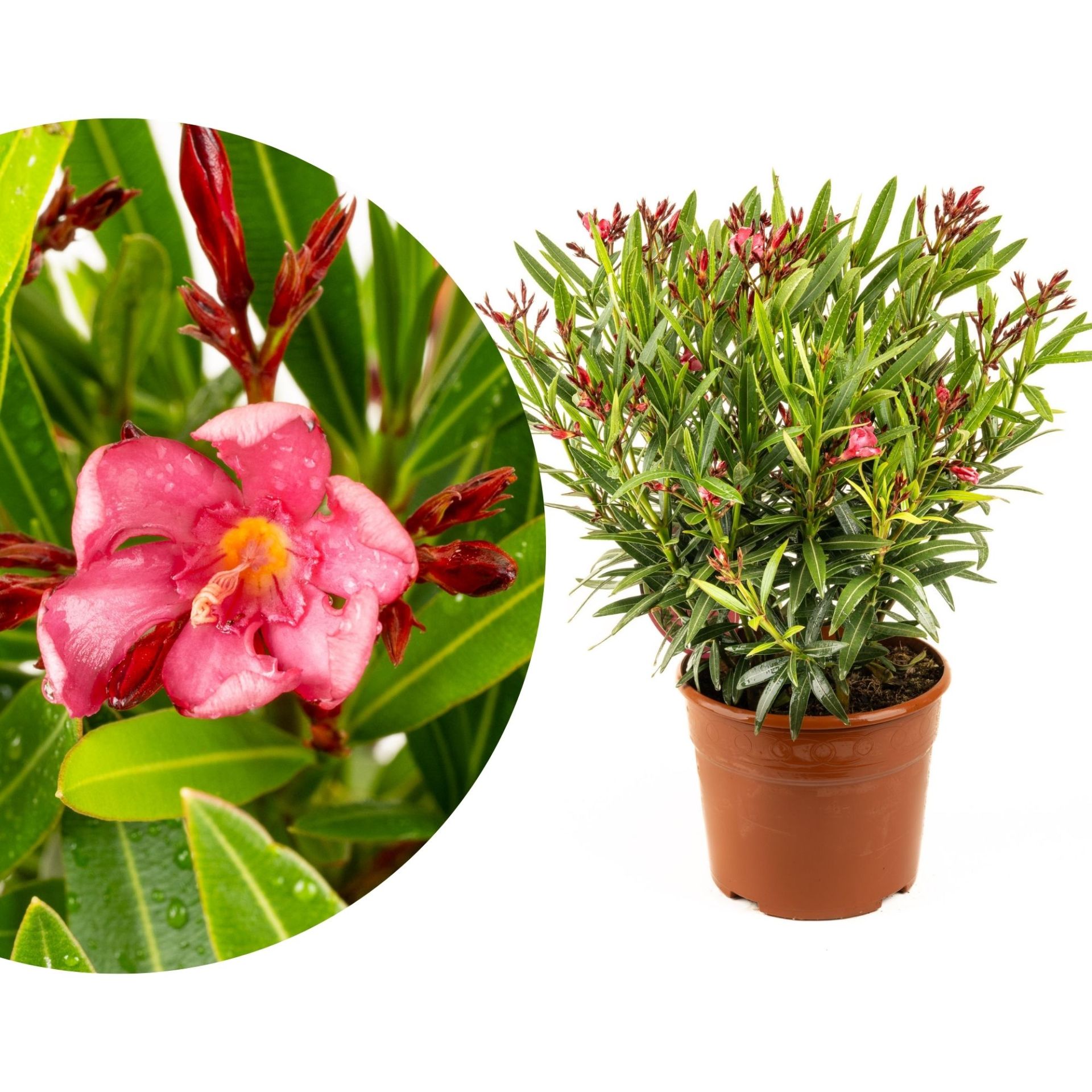 [RESTPOSTEN] Roter Oleander [Piccolo] - Nerium Evolution 