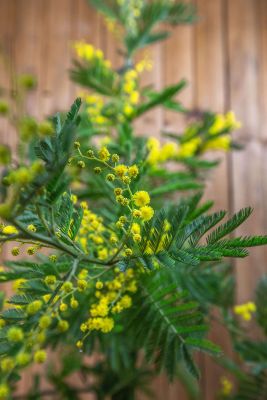 Attitude Jardin - Mimosa Gaulois Touffe Acacia Dealbata - Plante Fleurie 45-50 Cm