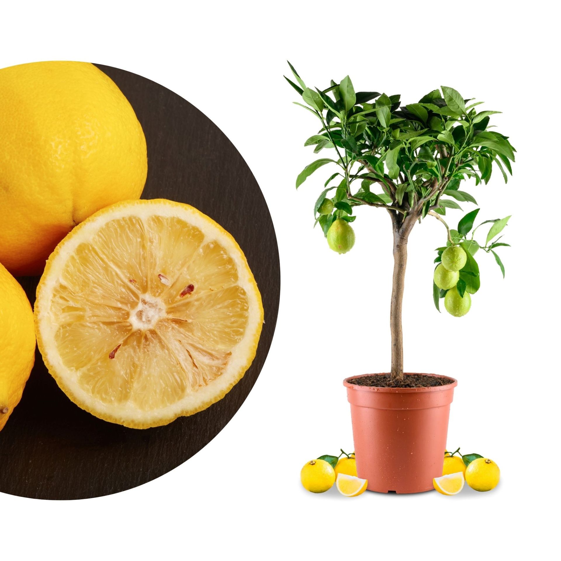 Kleine Citrusboom in De Pot Stock Afbeelding - Image of vrucht, bonsai: 24063205