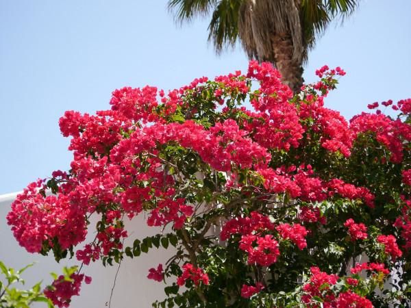 Blütenpracht auf Mallorca: die Bougainvillea